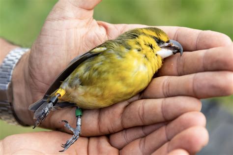 Four Native Hawaiian honeycreepers face “grim prospects” : Maui Now