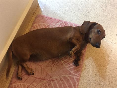 How Long Is A Mini Dachshund Pregnant