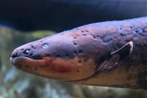 Electric Eel Color