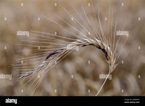 ergot  rye  res stock photography  images alamy