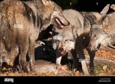 Alpha wolf growling at members of the pack over a deer carcass Stock Photo - Alamy