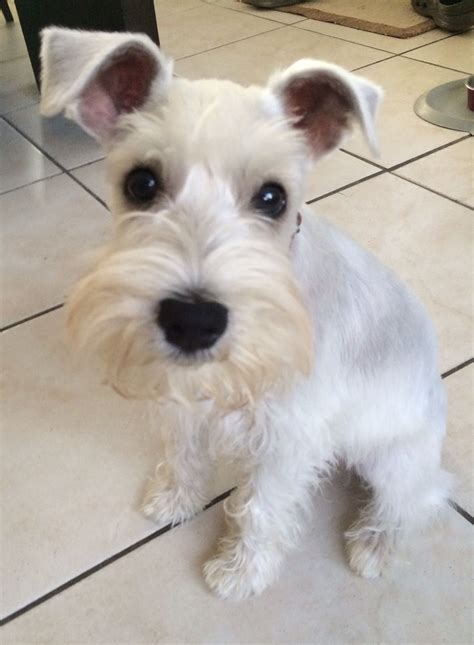 white miniature schnauzer adorable dog breed