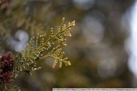 Overview of the MC HELIOS-44M-7 58mm 1: 2. Test Helios-44m-7 58 2.0 | Happy