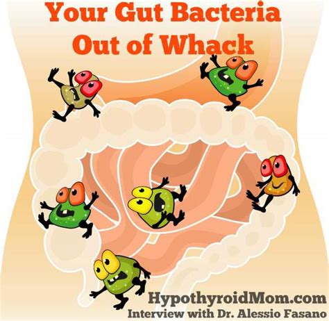zonulin, leaky gut, gluten, autoimmune disease & thyroid: this ...