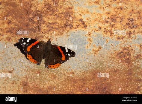 The butterfly this one of beautiful forms of insects Stock Photo - Alamy