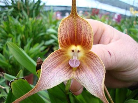 Flor Mais Feia Do Mundo - Qual É A Flor Mais Feia Do Mundo? | Mundo Ecologia