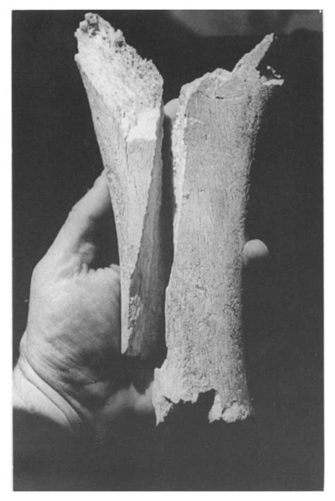 Elephant limb bone fragmented by carnivores. | Download Scientific Diagram