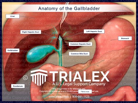 Anatomy of the Gallbladder - TrialExhibits Inc.