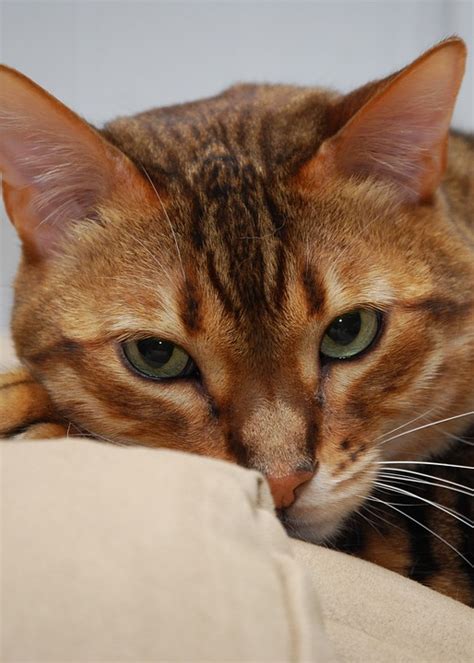 Cat Bengal Feline - Free photo on Pixabay - Pixabay