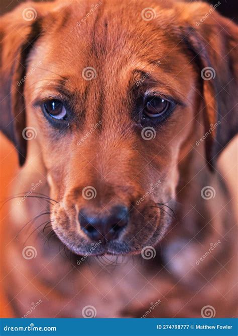 Boxador Puppy Looking Cute - Labrador Boxer Mix Stock Image - Image of