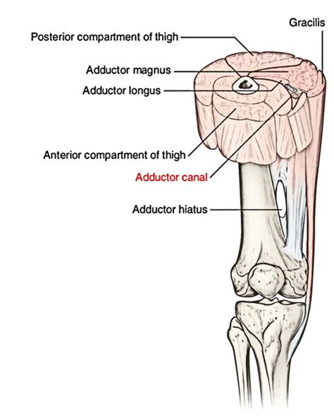 Easy Notes On 【Adductor Canal】(Subsartorial or Hunter’s Canal)