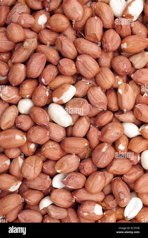 raw shelled peanuts   bird food   producing snacks  oil
