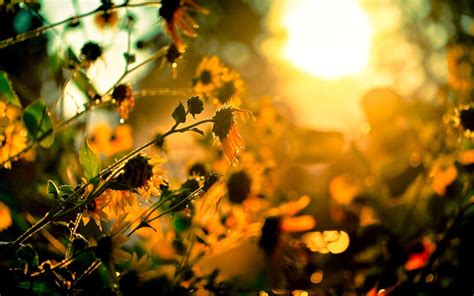 sunshine desktop wallpapers top  sunshine desktop backgrounds