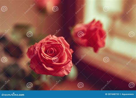 Beautiful Pink and Orange Roses Bouquet Stock Photo - Image of natural, horizontal: 207448732