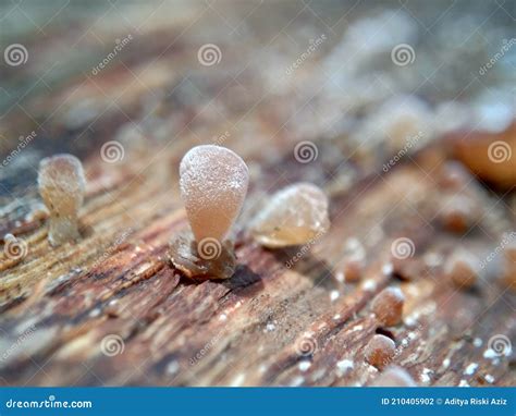 Ухо Judass Pepeao уха желе Polytricha Hirneola аврикулы Auricularia уха ...