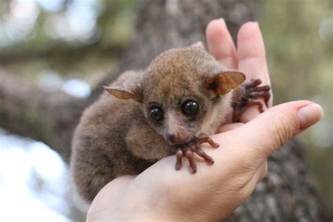 Bush Baby Pet For Sale, Exotic Animals For Sale, #1 BEST PET