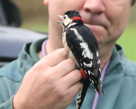 indoor meeting bird ringing rutland natural history society