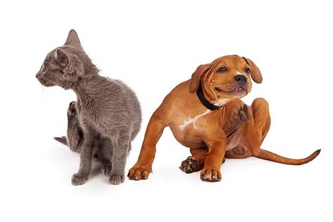 Why it’s Essential to Know the Current Worm and Flea Treatments
