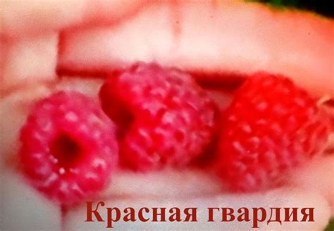 Купить Малина ремонтантная "Красная гвардия" Садоград 1-2хлетние ...