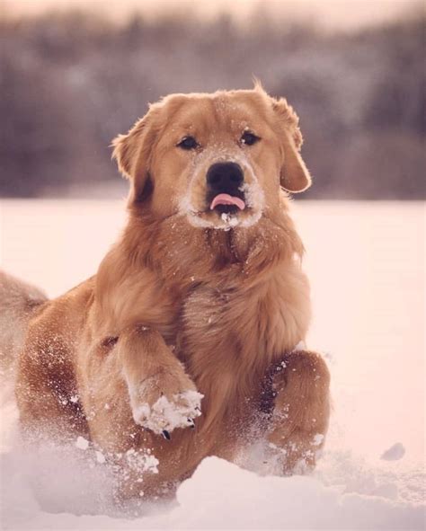 Shaved lab golden retriever mix – Telegraph