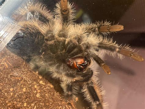 Curly hair sex?? : r/tarantulas