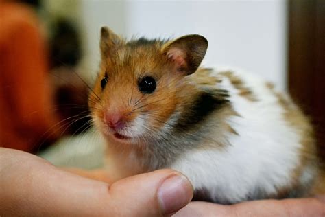 Discover The World Of X Hamstercom: A Comprehensive Guide To
