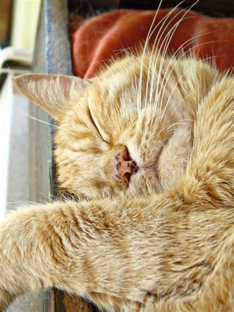 cat nap 2 | Gatti
