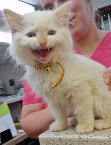 "Bowser," A ragdoll kitten,... - Chateau Dog & Cat Hospital