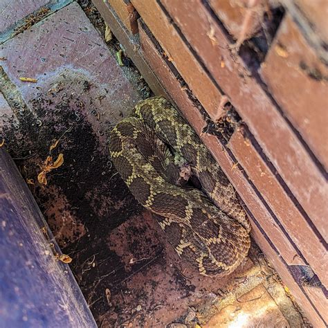 Newcastle Entryway Rattlesnake - Placer Snake Removal | Rattlesnake Removal