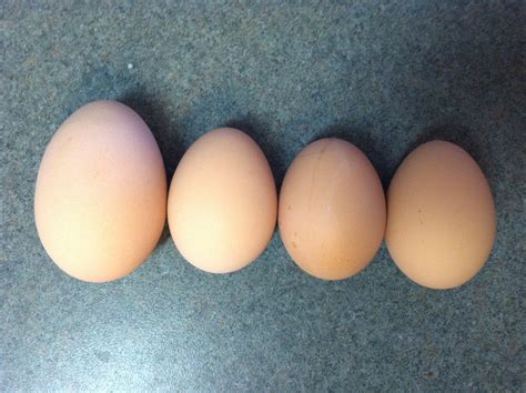 blissful   boonies thought  layers laid small eggs