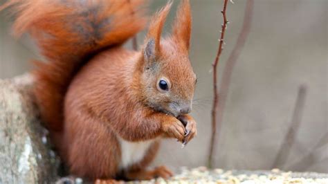 Maths helps fight to save red squirrels in southern Scotland - BBC News