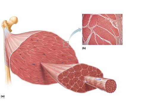 label  muscle diagram quiz