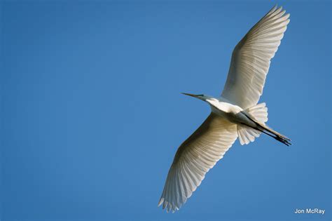 That Bird Got My Wings - Mindfulness & Heartfulness - Tara Brach