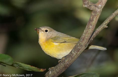 Photographing Nashville Warblers and Thoughts About HDR Images
