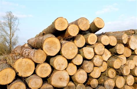 timber  stock  stockfreeimages