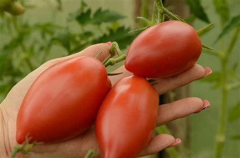 Томат Долька дальневосточная: характеристика и описание сорта ...