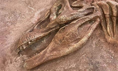 dinosaur skull    dirt     preserved   real