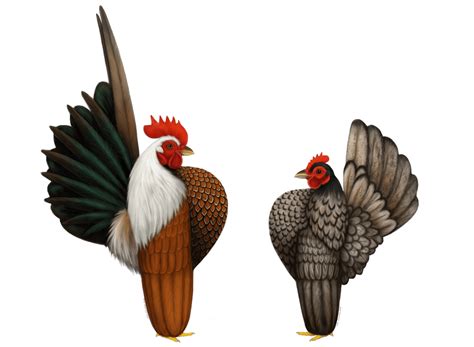 Traditional Serama Standard