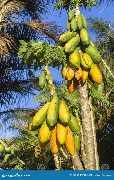 Papaya Fruit Trees stock photo. Image of nature, season - 59591568