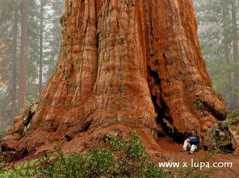 forget worlds largest tree