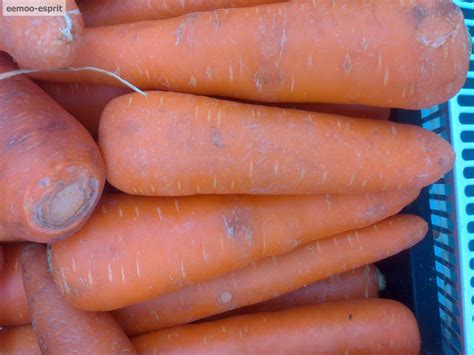 kandungan gizi wortel carrot