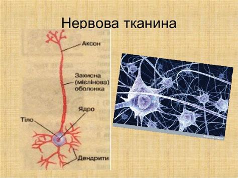 Урок "Будова тварин: клітини і тканини" | Презентація. Біологія