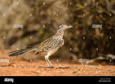 Observant animal hi-res stock photography and images - Alamy
