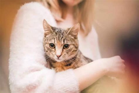 How to Get a Sick Kitten to Eat - 5 Simple Ways