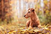 Безкоштовна картинка: собак, милий, тварина ПЕТ собака трава, щеня ...