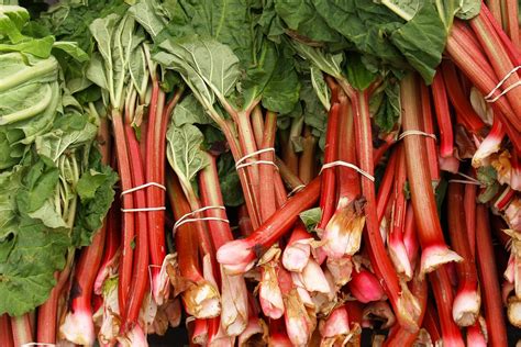 Harvesting Rhubarb: Tips and Techniques for a Bountiful Crop