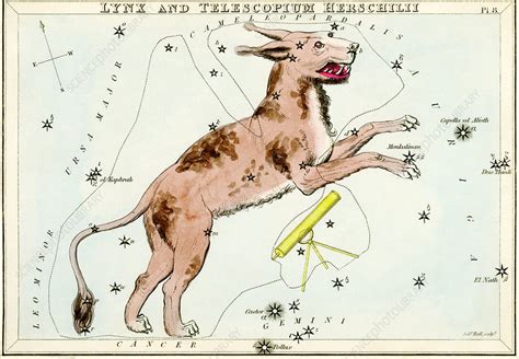 Lynx constellation - Stock Image - V700/0179 - Science Photo Library