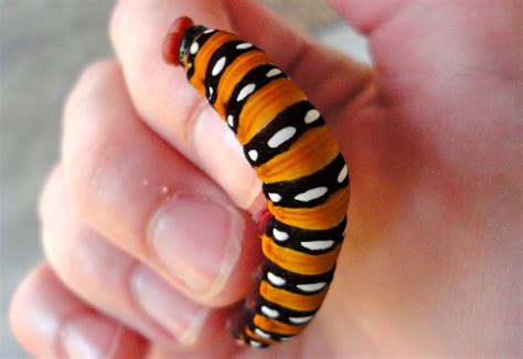 Most Beautiful Caterpillar Amazing Caterpillars : Weird, Beautiful,