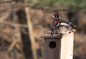 The Best Duck Nesting Box + Alternatives (FAQs)