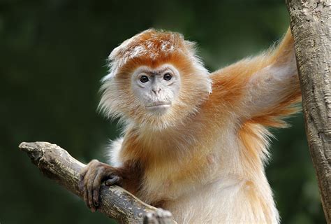 Orange Monkey